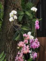 Orchids at our lunch stop